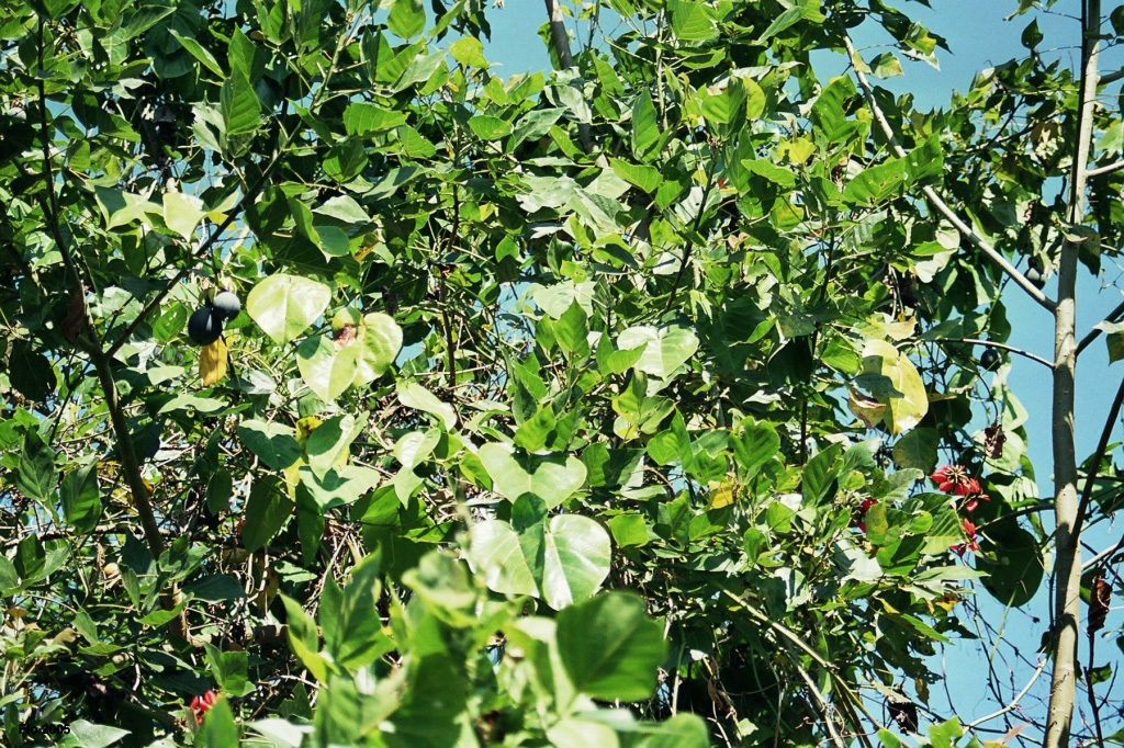 09-06