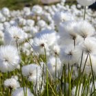 Si tu marches dans les Linaigrettes, mouillés seront tes pieds !