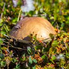 Ici, les champignons sont souvent plus haut que les arbres...