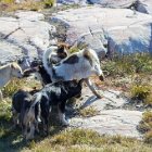 Un pull les gars, on a eu un pull...