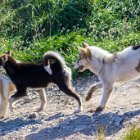 eh, eh, c'est moi qui l'ai !!!