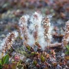 Chatons de saule artique