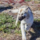 Vraiment trop mignons ces jeunes chiens...