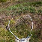Les seuls rennes qu'on verra sont tous dans cet état...