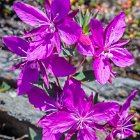 Epilobes à feuilles larges, symbole du Groenland