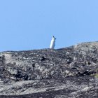 Lièvre arctique