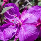 Epilobe à feuilles larges