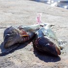 ...partie de pêche pour les autres, avec succès cette fois !