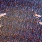 Nos amis (!!!) les moustiques...