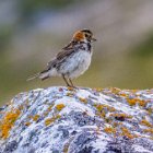 Un bruand vient causer...