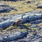 Papa Eider fait diversion...