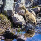 ... pour que les petits aient le temps de s'enfuir